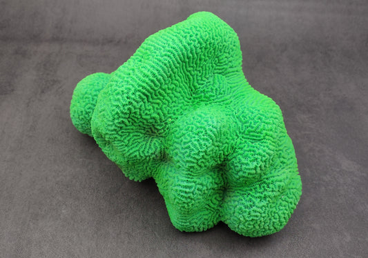Bright Green FAUX Brain Coral - Lobophyllia Hemprichii - (1 FAUX Coral approx. 8.5x5x5.5 inches). Green almost squishy looking maze patterned coral known as brain coral. Copyright 2024 SeaShellSupply.com.