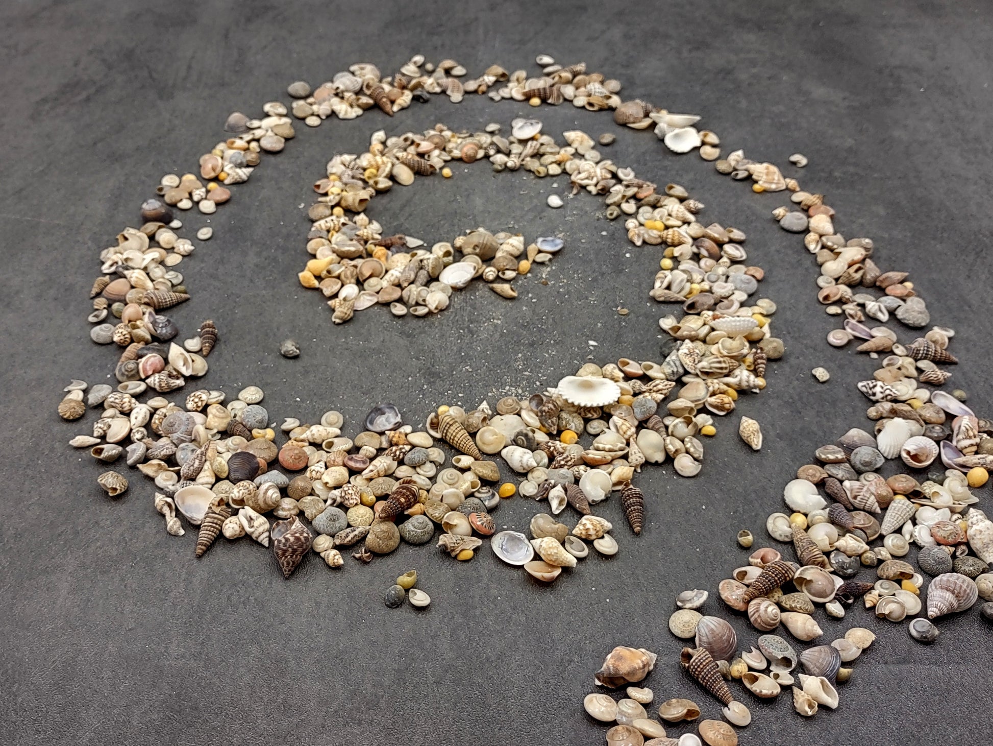 Ocean Mix Tiny Seashells (approx. 750-800 shells .25-.625 inches). Multiple colored shells with different patterns in an intricate pile. Copyright 2022 SeaShellSupply.com.