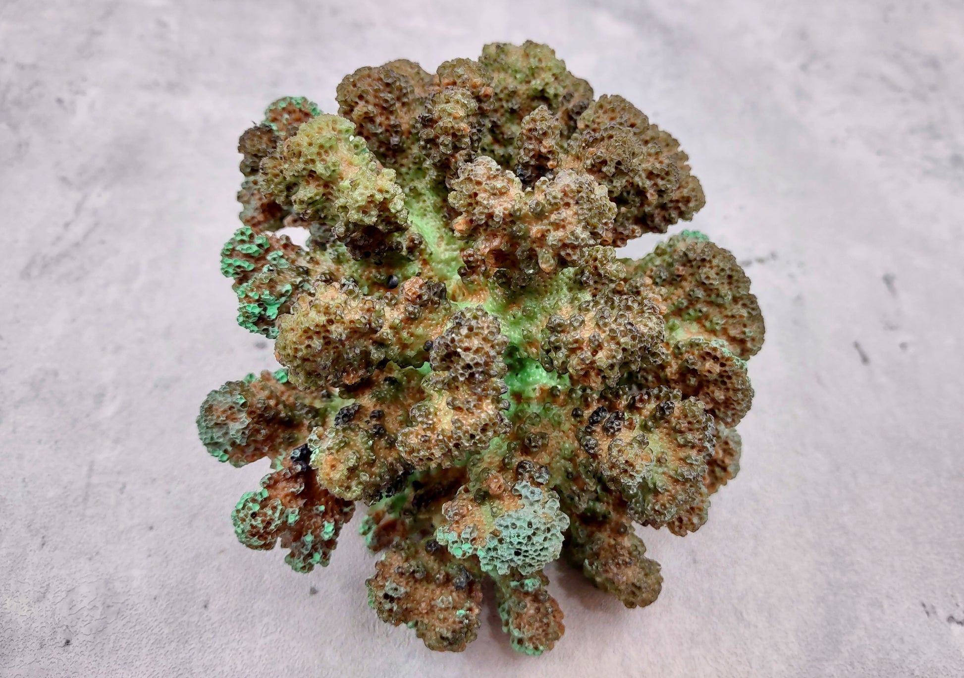 Green FAUX Cluster Coral - Pocillopora Elegans - 1 faux coral approx. 5Wx3Dx4T on light background Copyright 2024 SeaShellSupply.com.