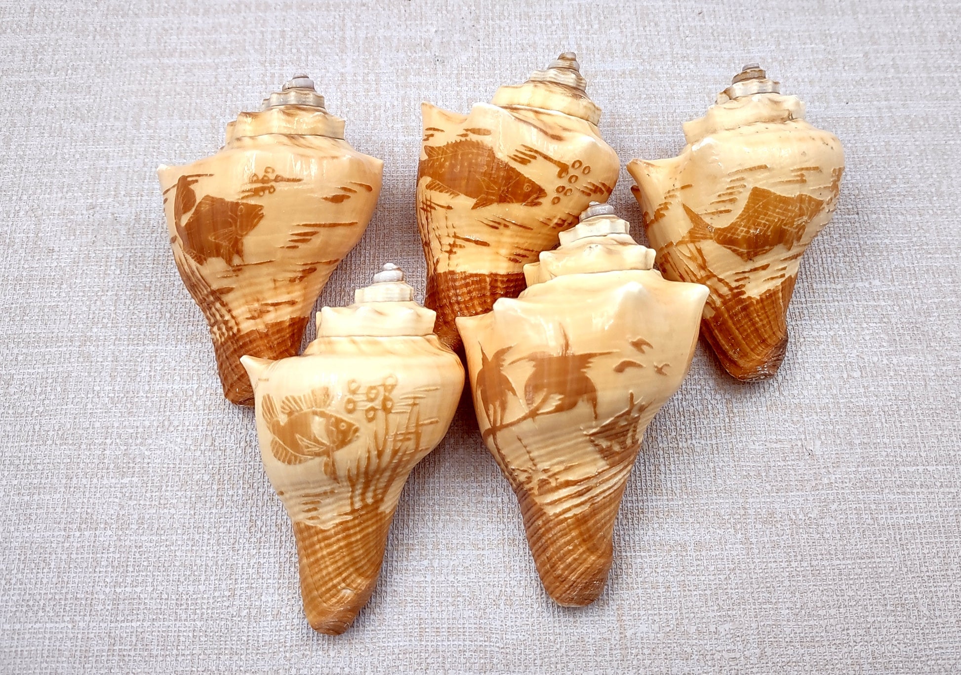 Carved Conch Seashell Decorative Set (3 shells approx. 3+ inches) Two fish and a sunset. Conch shell great for coastal crafting display & collecting! Tan shaded spiral shell. Copy right 2024 SeaShellSupply.com