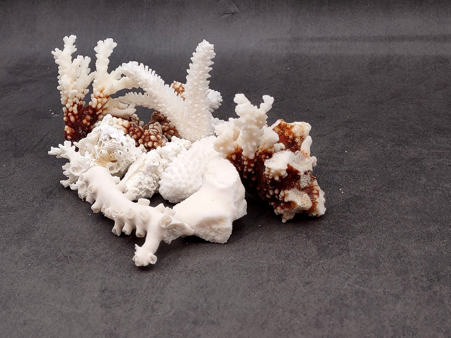 Medium Coral Pieces (5 coral pieces approx. 3+ inches) Coral pieces to add to any coastal display or collection!