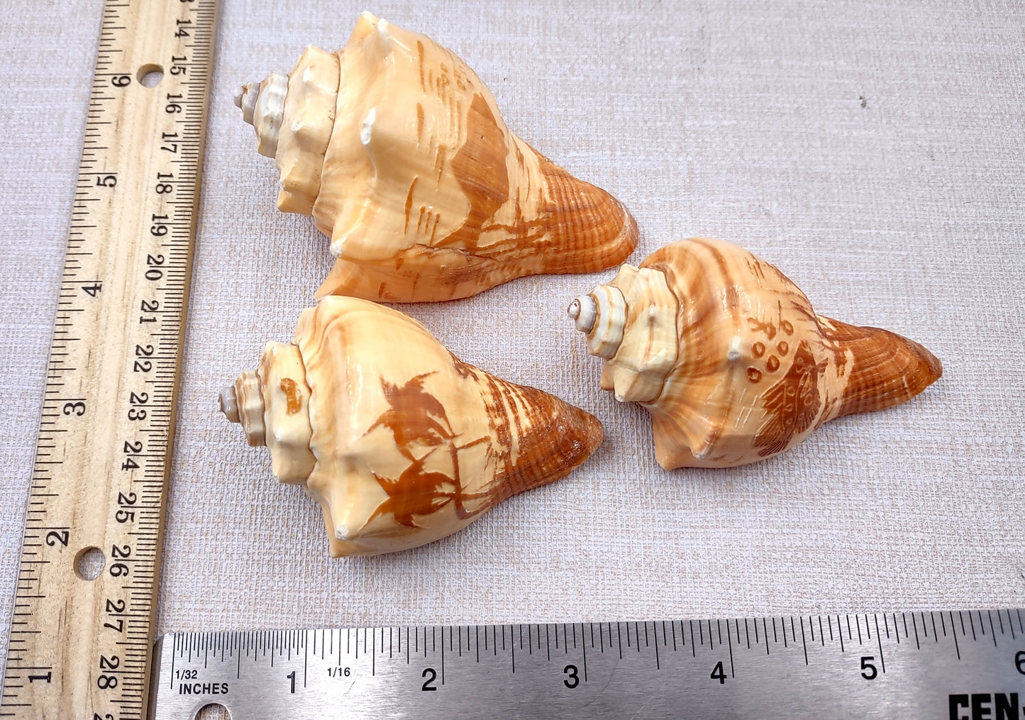 Carved Conch Seashell Decorative Set (3 shells approx. 3+ inches) Two fish and a sunset. Conch shell great for coastal crafting display & collecting! Tan shaded spiral shell. Copy right 2024 SeaShellSupply.com