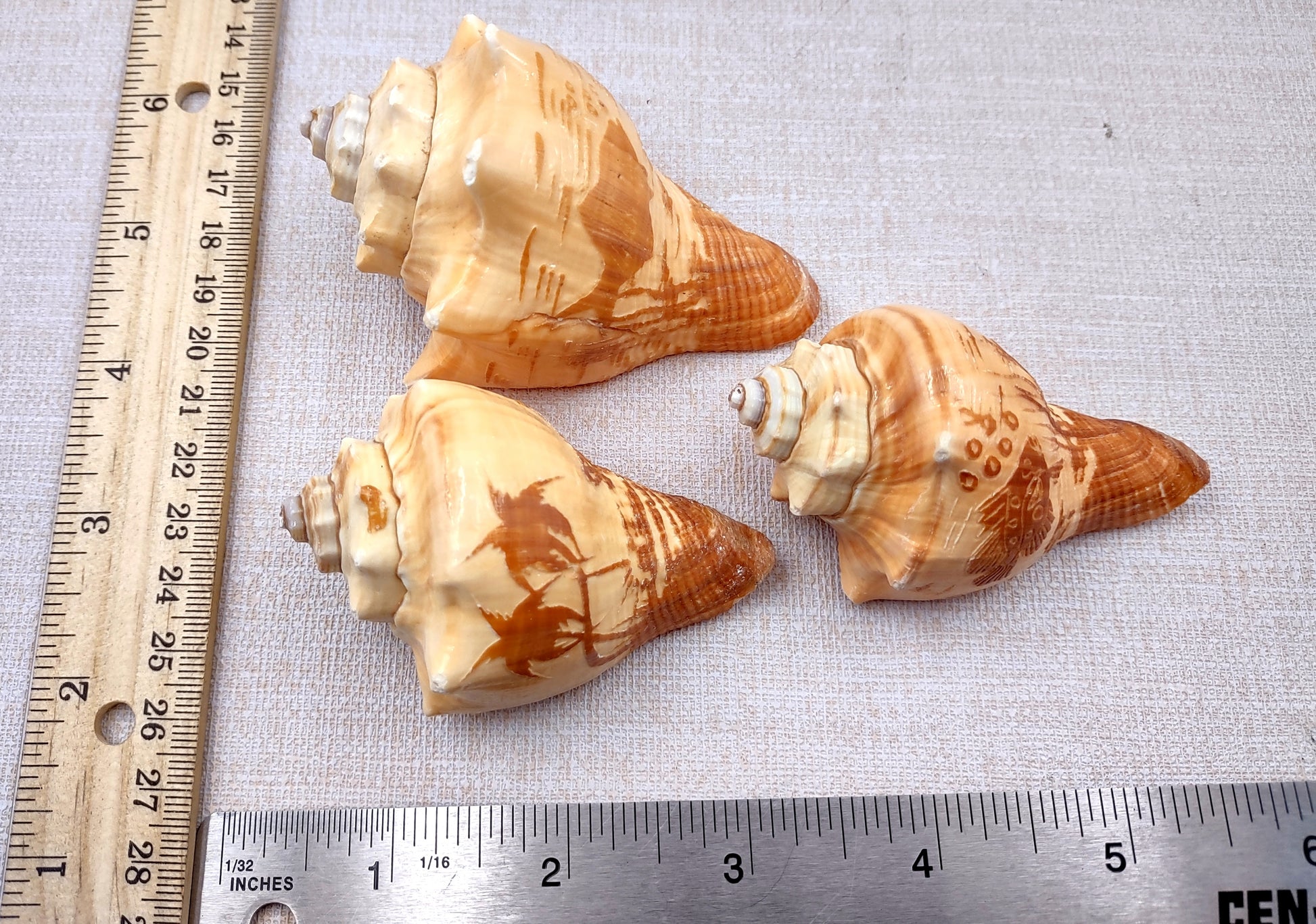 Carved Conch Seashell Decorative Set (3 shells approx. 3+ inches) Two fish and a sunset. Conch shell great for coastal crafting display & collecting! Tan shaded spiral shell. Copy right 2024 SeaShellSupply.com