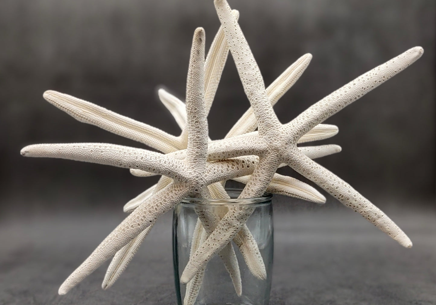 Finger Starfish White Linckia Laevigata (2 stars approx. 10-11+ inches) Unique shells for coastal crafting décor & collections!