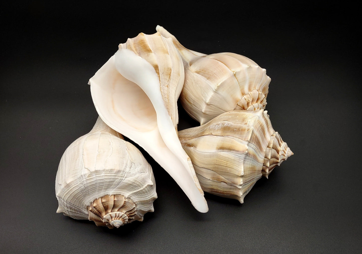 Left Handed Lightning Whelk Seashell Busycon Contrarium (1 shell approx. 8+ inches) Great shells for coastal crafting decor & collections!