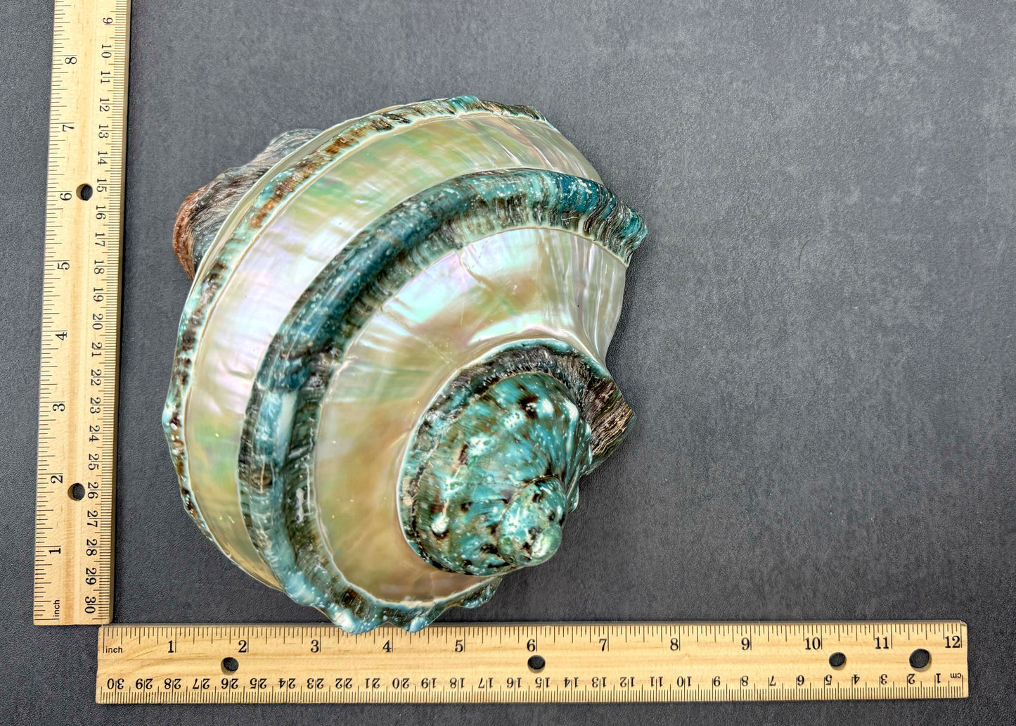 Giant Banded Turbo Shell Turbo Marmoratus (1 shell approx. 7+ inches) Great shells for coastal decor, & collection