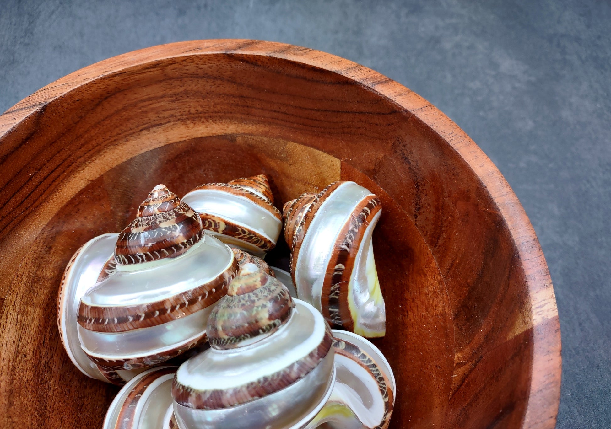 Banded Tapestry Turbo (2 pcs.) - (2-2.5 inches) - Turbo Petholatus. Three brown spiral brown and tan shells showing multiple different angles. Copyright 2024 SeaShellSupply.com.