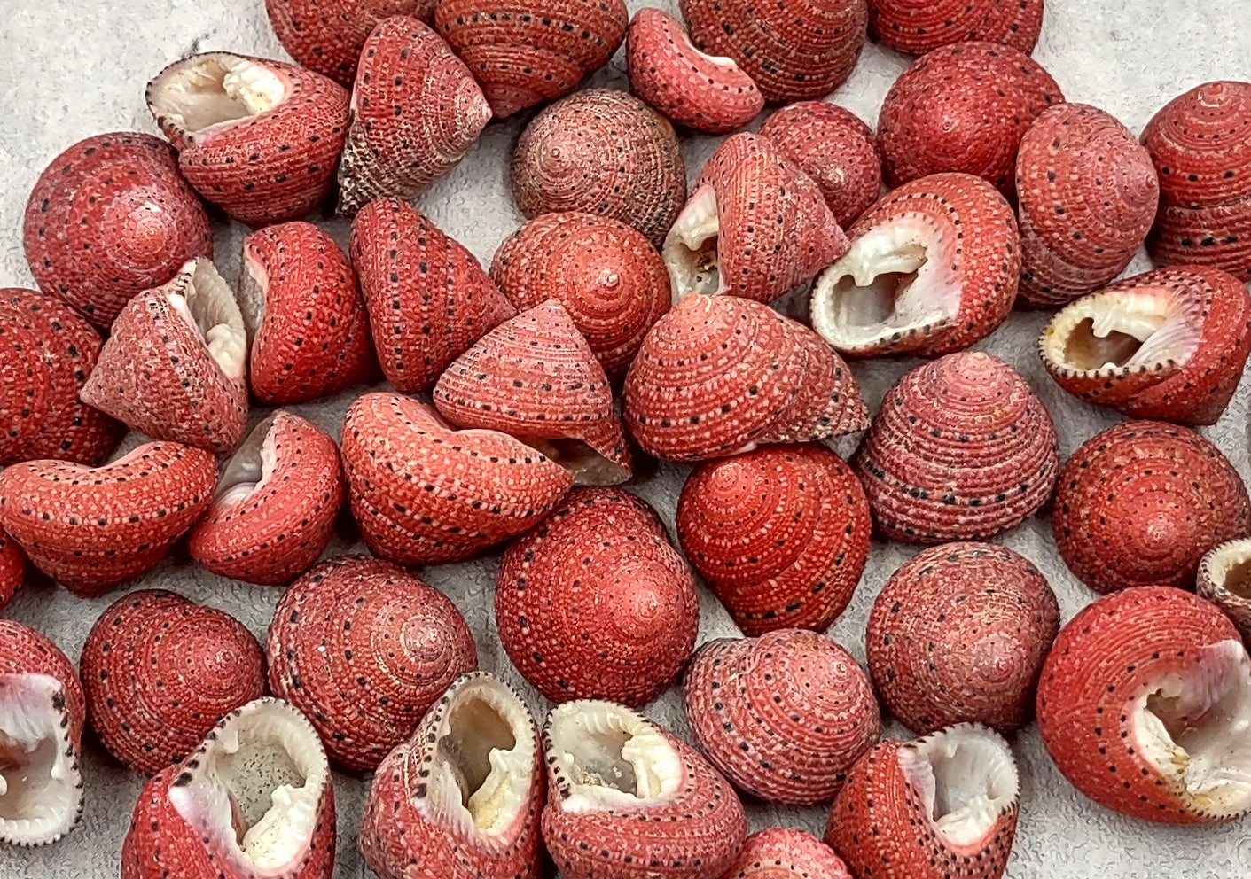 Strawberry Top Seashells (5 pcs.) - Clanculus Puniceus. Very beautifully brightly colored strawberry shell. Copyright 2022 SeaShellSupply.com.