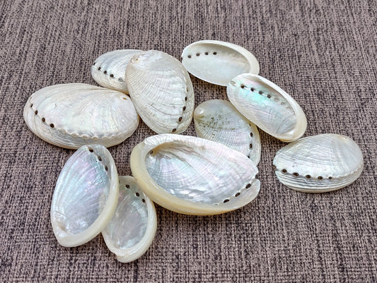 Pearlized Abalone Seashell (10 shells approx. 1-1.5 inches). multiple sand colored shells in pile. Copyright 2022 SeaShellSupply.com.