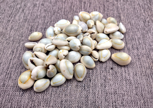 Ring Top Cowrie Seashells - Cypraea Annulus - (approx. 40-50 shells .5-.75 inches) Orange and tan ombre shells in pile. Copyright 2024 SeaShellSupply.com.