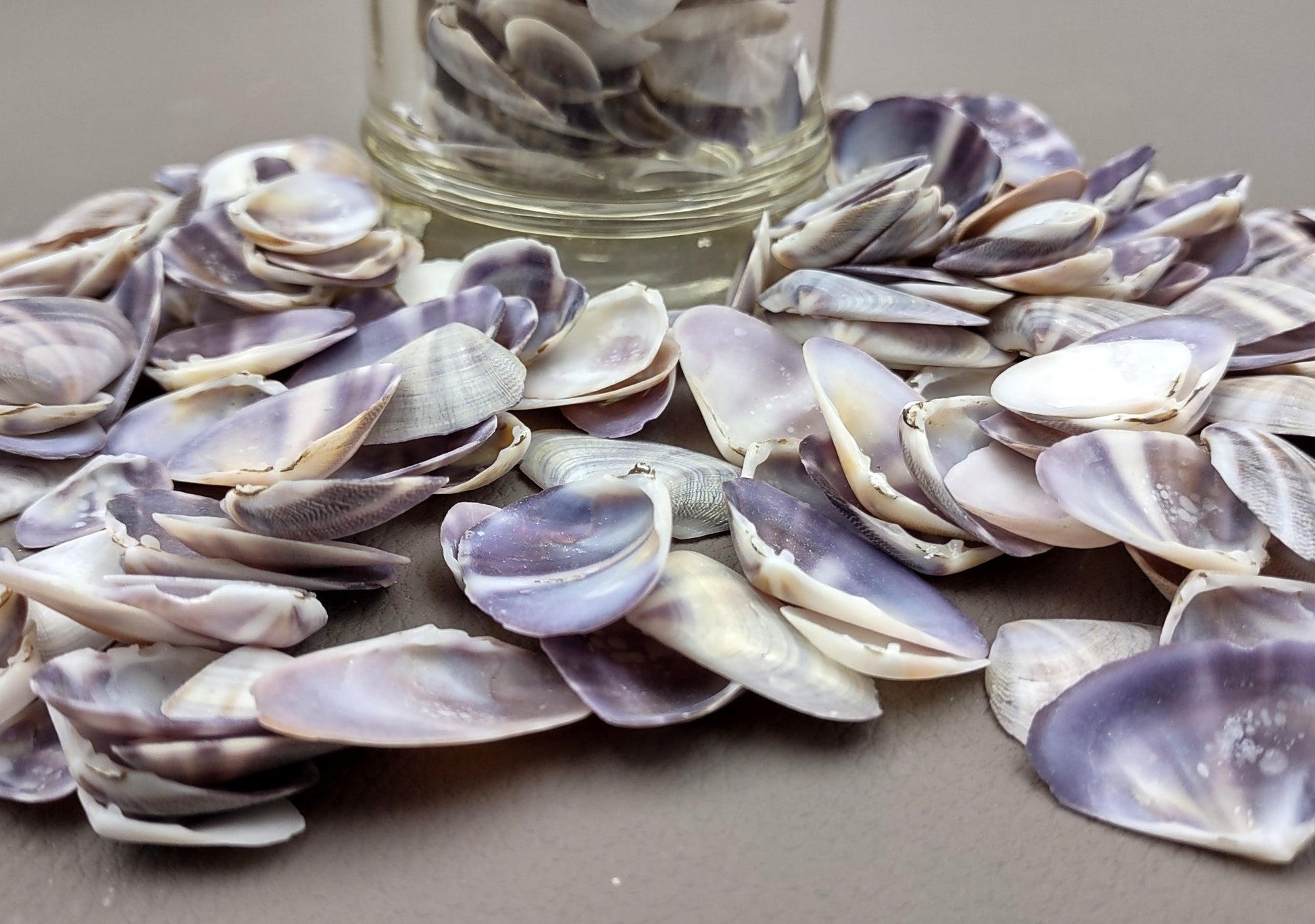 Purple/White Coquina Shells - Donax Variabilis - (1/2 cup approx. 80-100 shells .5-1 inch). Multiple purple and light pink ombre shells with a little white in a pile. Copyright 2022 SeaShellSupply.com.