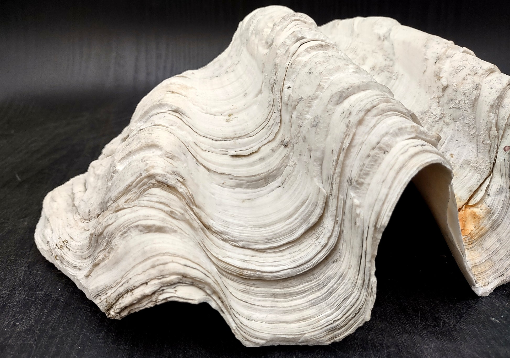 Giant clam shell individual specimen. Copyright 2024 SeashellSupply.com