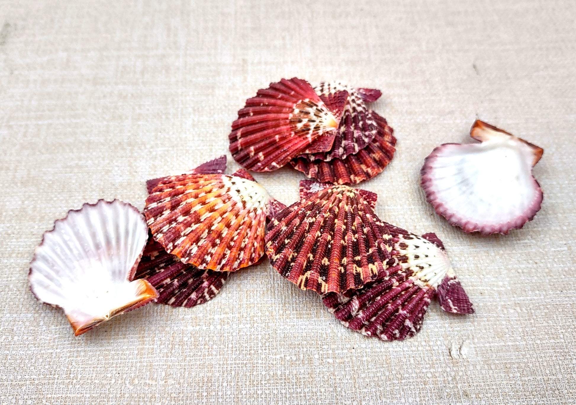 Royal Cloak Scallop Seashells - Pecten Pallium - (10 shells approx. 1-1.5 Inches) Pile of different shades of pink ribbed shells. Copyright 2024 SeaShellSupply.com.