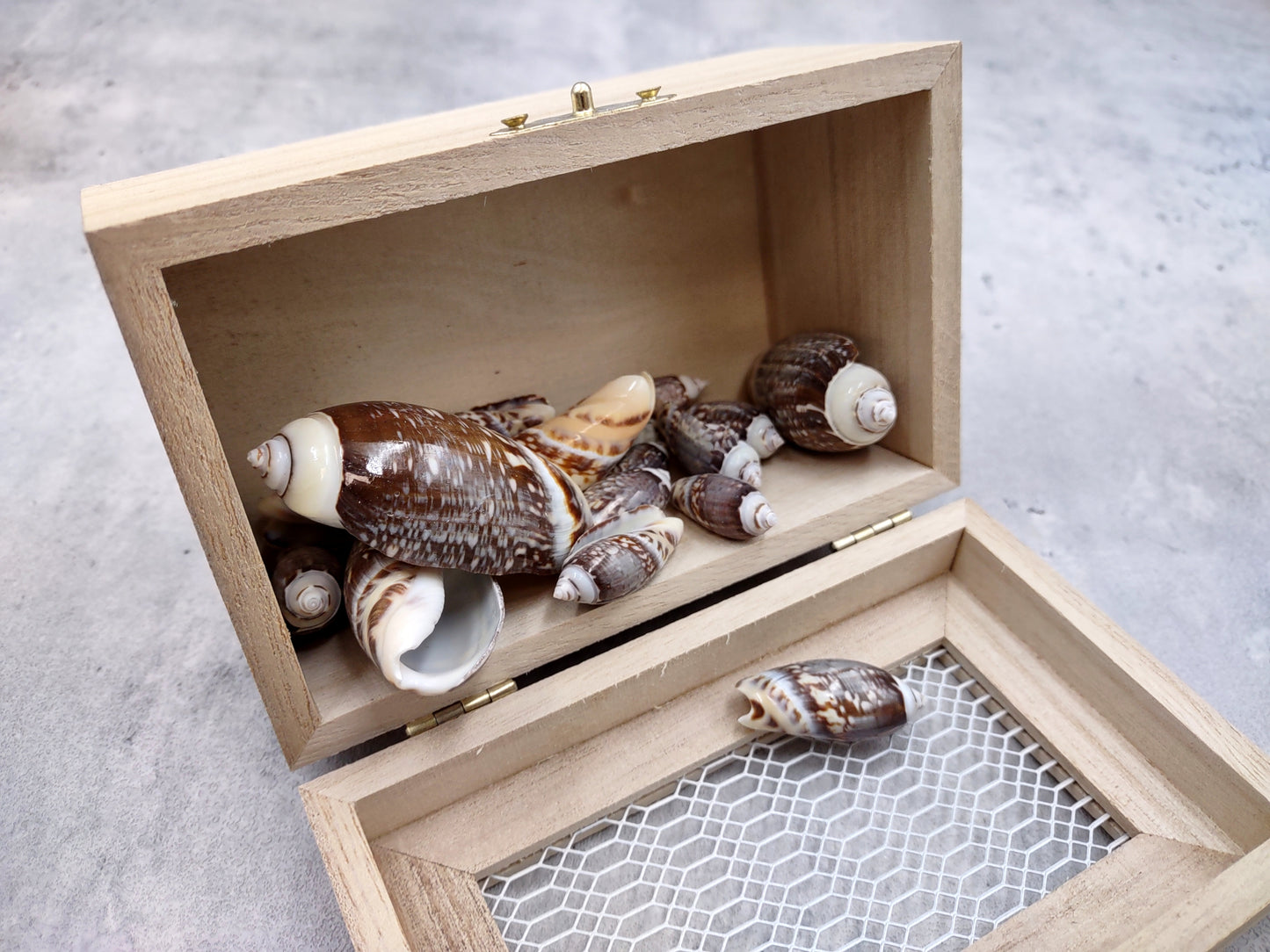 Dark Olive Seashell Assortment (approx. half cup 20+ shells 1-1.75+ inches) Great shells for coastal crafting and collections!
