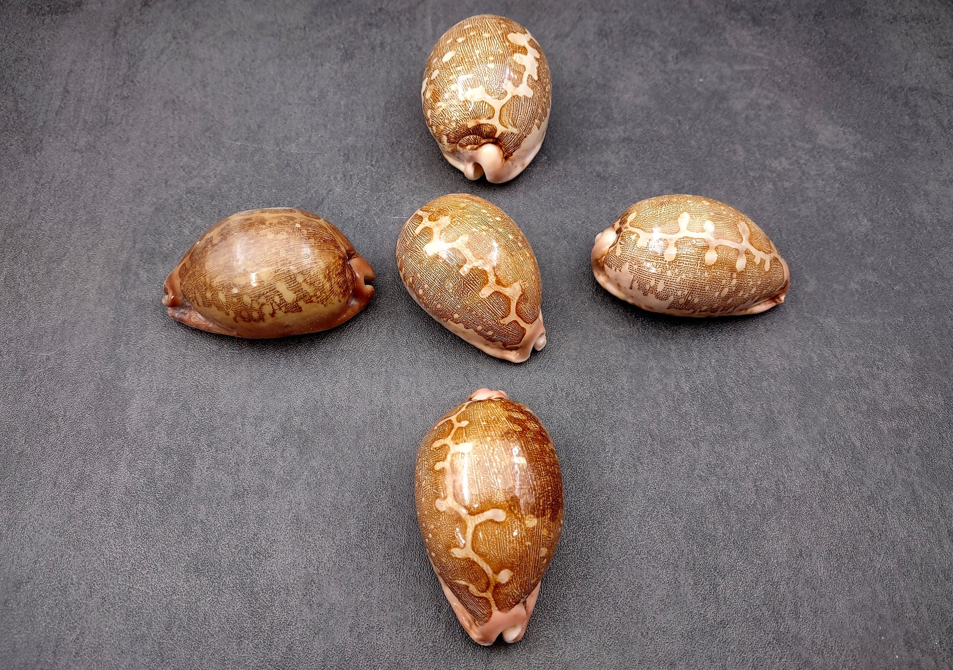Ancient Map Cowrie Seashell - Cypraea Mappa - (1 shell approx. 2.5-3.5 Inches). One brown and tan shaped shell. Copyright 2024 SeaShellSupply.com.