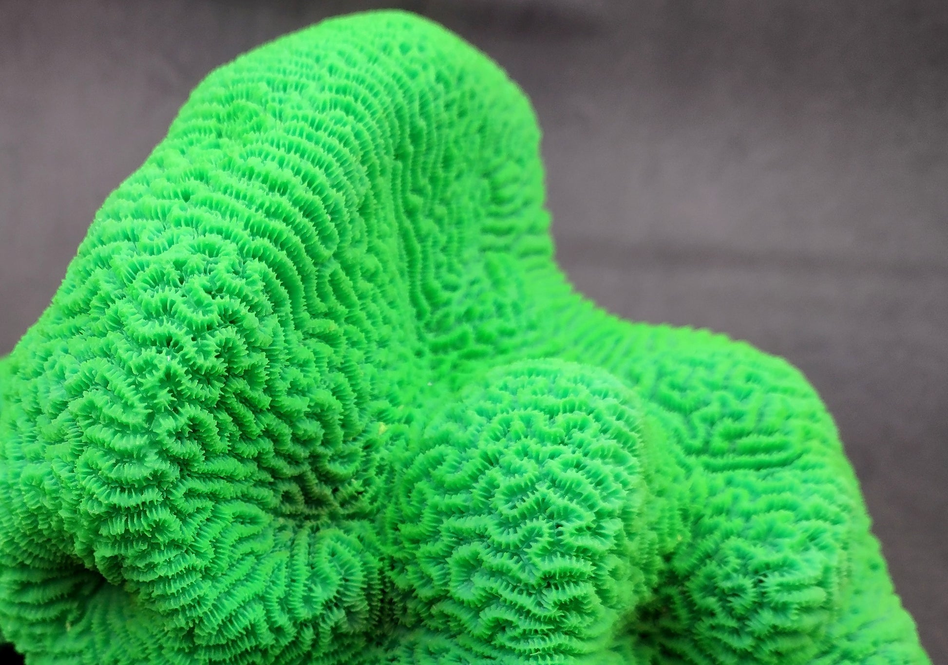 Bright Green FAUX Brain Coral - Lobophyllia Hemprichii - (1 FAUX Coral approx. 8.5x5x5.5 inches). Green almost squishy looking maze patterned coral known as brain coral. Copyright 2024 SeaShellSupply.com.