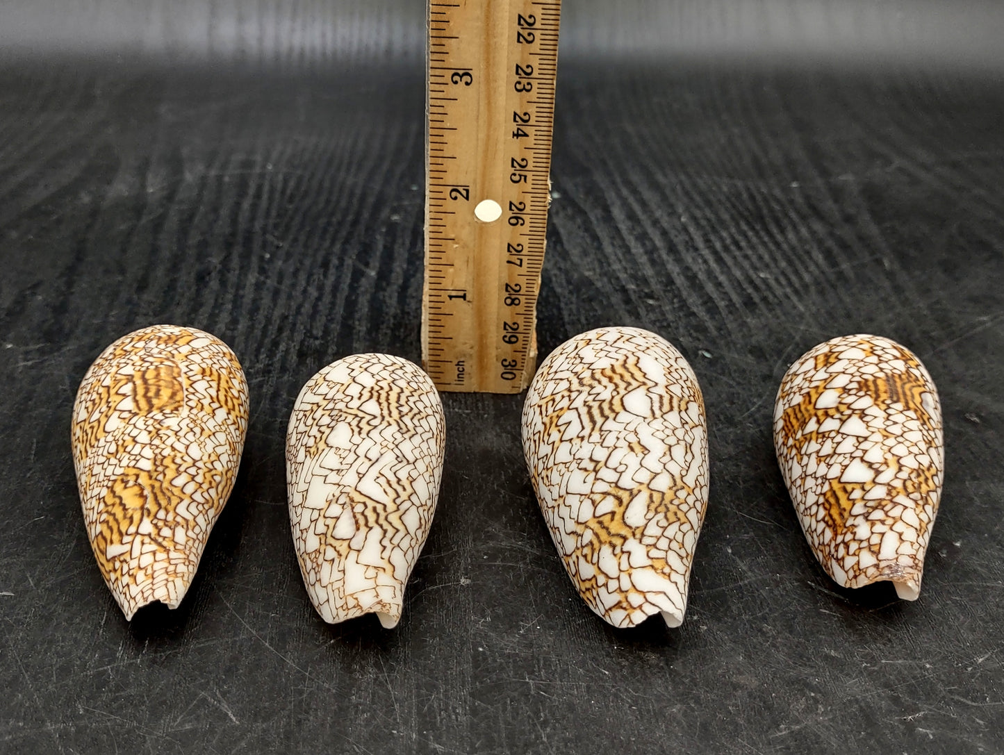 Cloth of Gold Cone Seashell (2.5-3"+) - Conus Textile