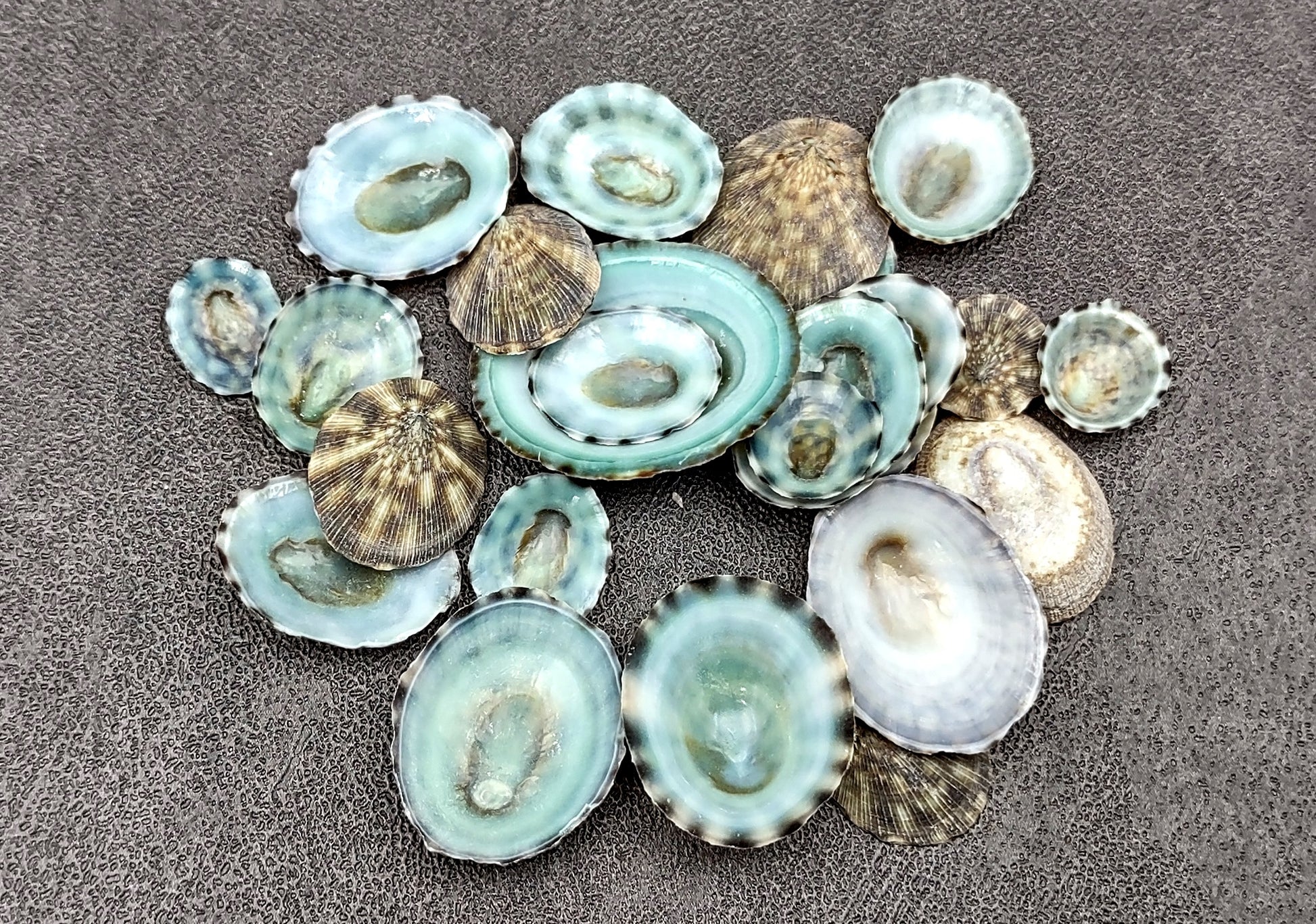 Green Limpet Seashells - Sutorria Mesoleuca - (approx. 20+ shells .5-1 inch)
Pile of small brown shell halves with greenish white interior.
Copyright 2022 SeaShellSupply.com