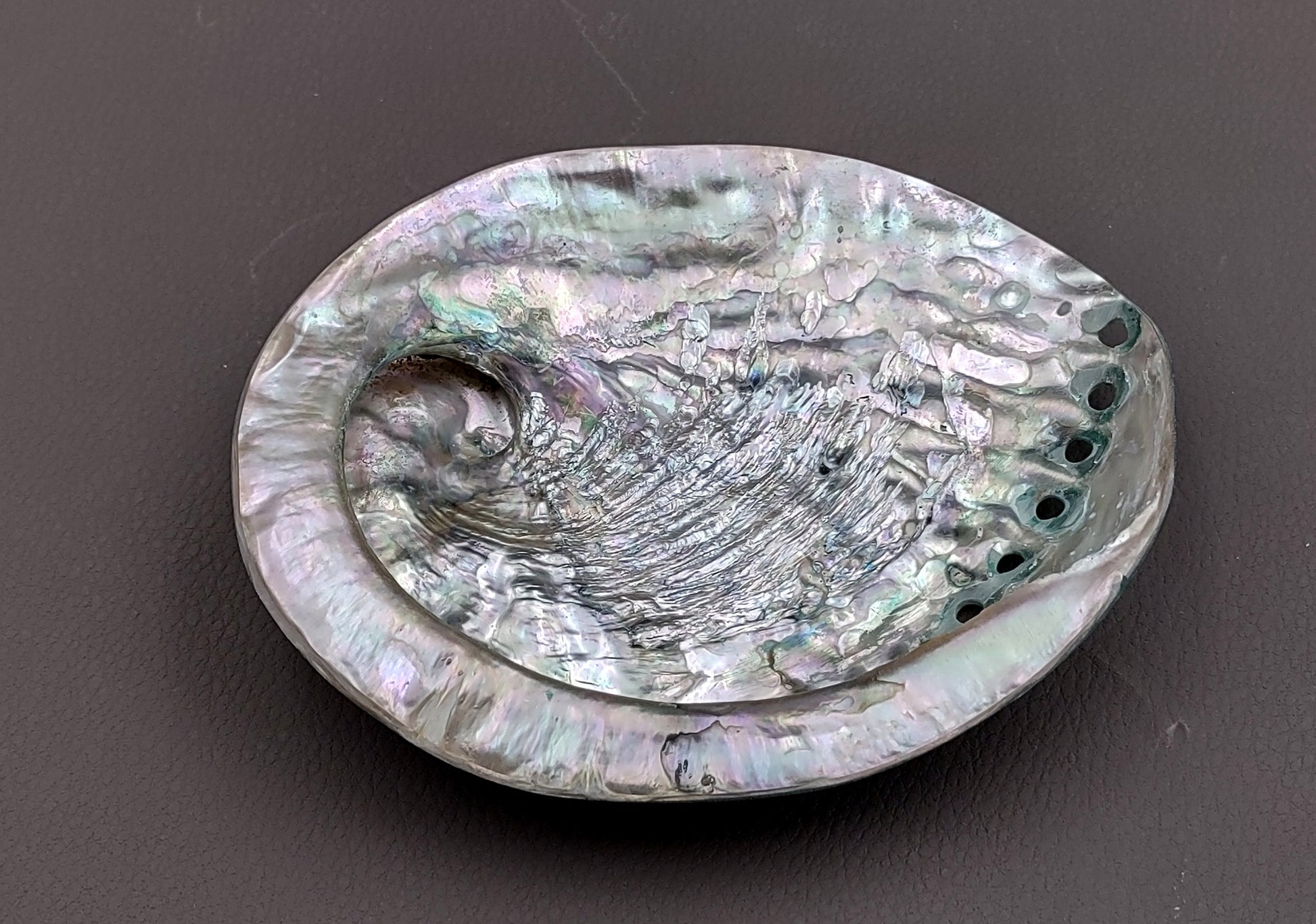 Polished Green Midas Abalone - Haliotis Midae - (1 shell approx. 5-6 inches). One pretty flat multi shaded green wide shell. Copyright 2022 SeaShellSupply.com.