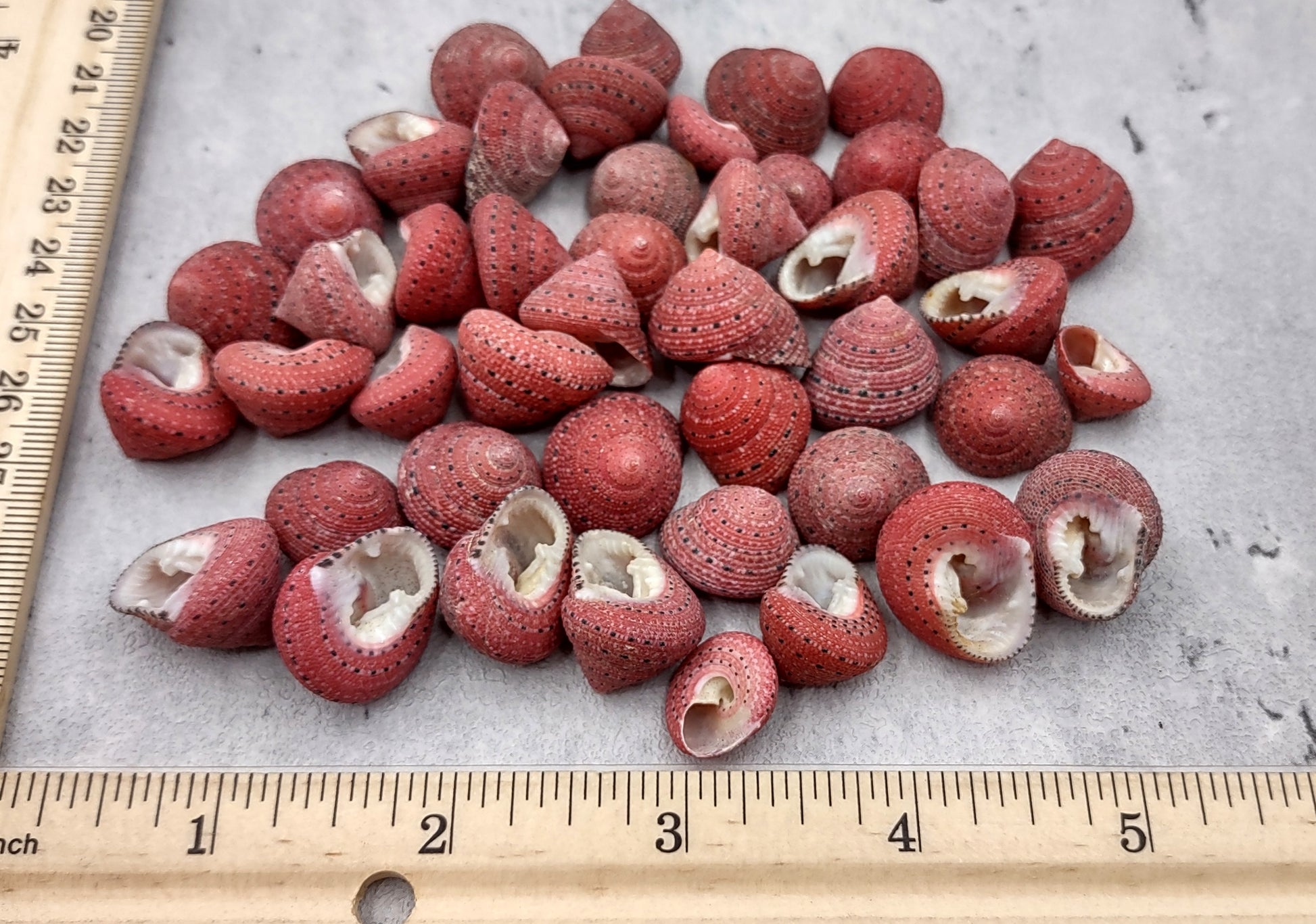 Strawberry Top Seashells (5 pcs.) - Clanculus Puniceus. Very beautifully brightly colored strawberry shell. Copyright 2022 SeaShellSupply.com.