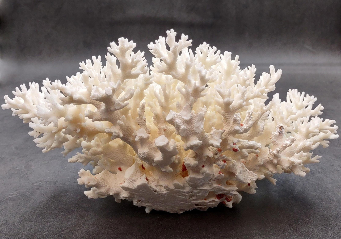 White Lace Coral Large Cluster Pocillopora Damicornis (1 coral approx. 9.5L x 4H X 7.5D inches) White Coral Centerpiece for coastal display!