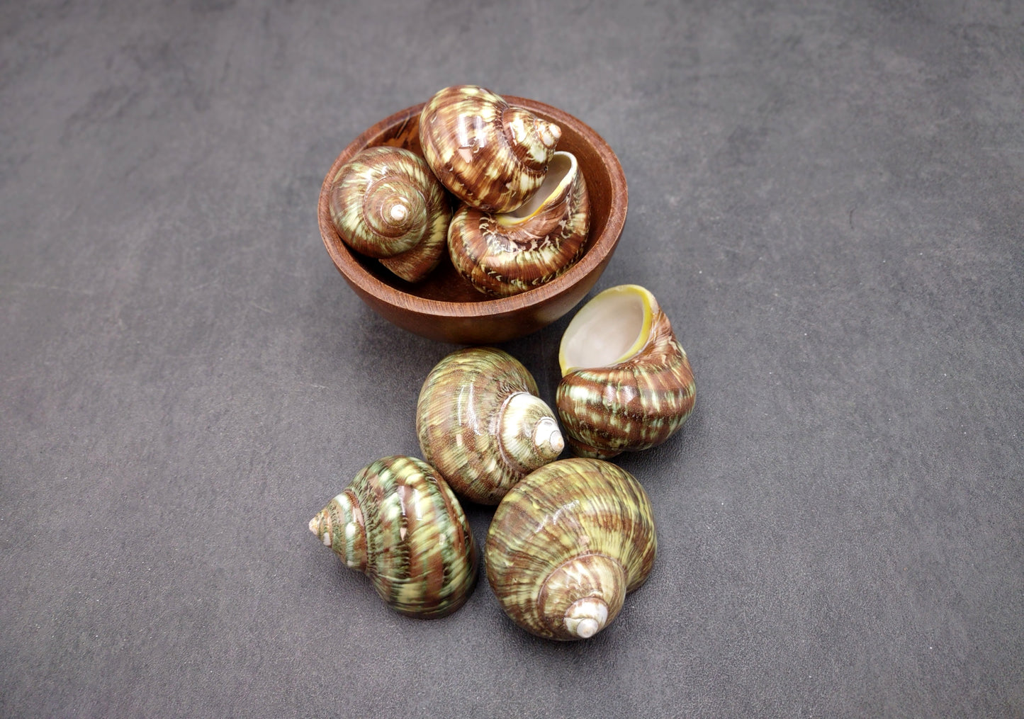 Variegated Turbo Seashells Turbo Vareigatus (2 shells approx. 2+ inches) Adorable turbo shell special for any coastal art project!