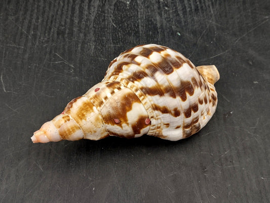 Caribbean Triton Seashell Charonia Tritonis (1 shell approx. 5+ inches) Swell shells for coastal crafting decor & collections!