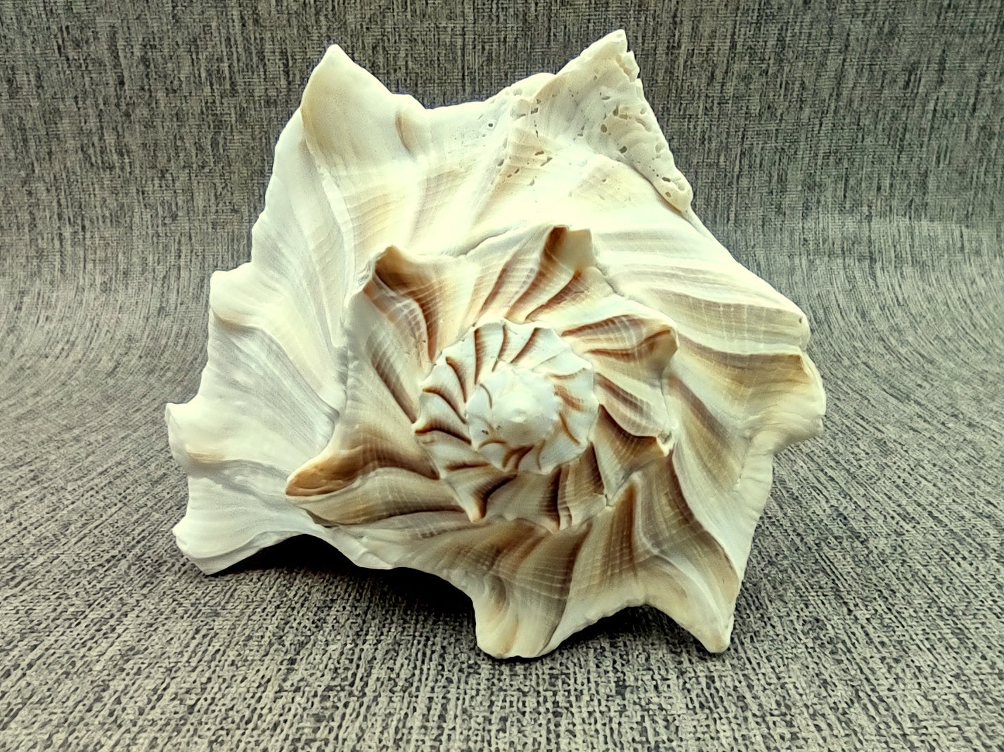 Left Handed Lightning Whelk Seashell Busycon Contrarium (1 shell approx. 7+ inches) Perfect shells for coastal crafting decor & collections! Light tan spiral shell with smaller spikes. Copy right 2024 SeaShellMart.com