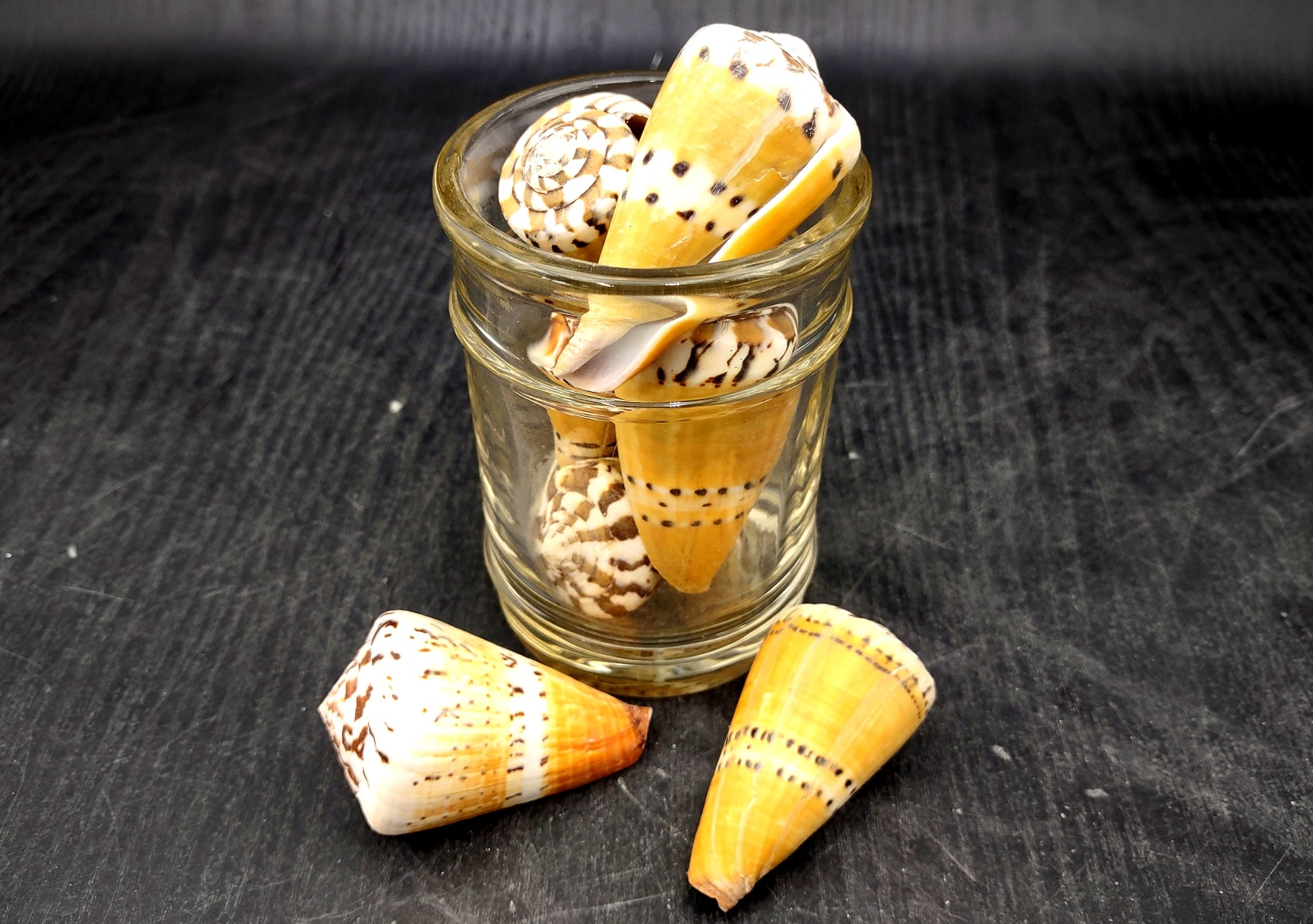 Captain Cone Seashells (2 pcs.) - (2-2.5 inches) - Conus Capitaneus. Cream to earthly colored shells with patterns along the spiral. Copyright 2024 SeaShellSupply.com.
