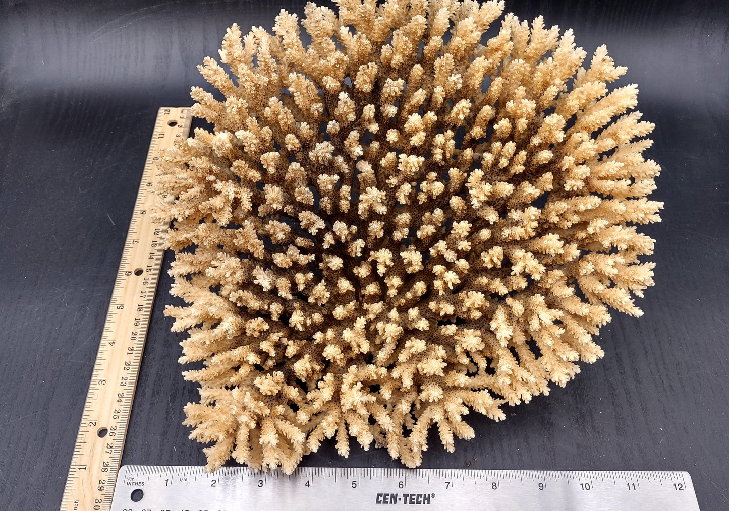 Image of Off White Natural Table Coral Large Cluster Acropora Latistella (1 coral approx. 10L x 6H x 10D inches) Copyright 2024 SeashellSupply.com
