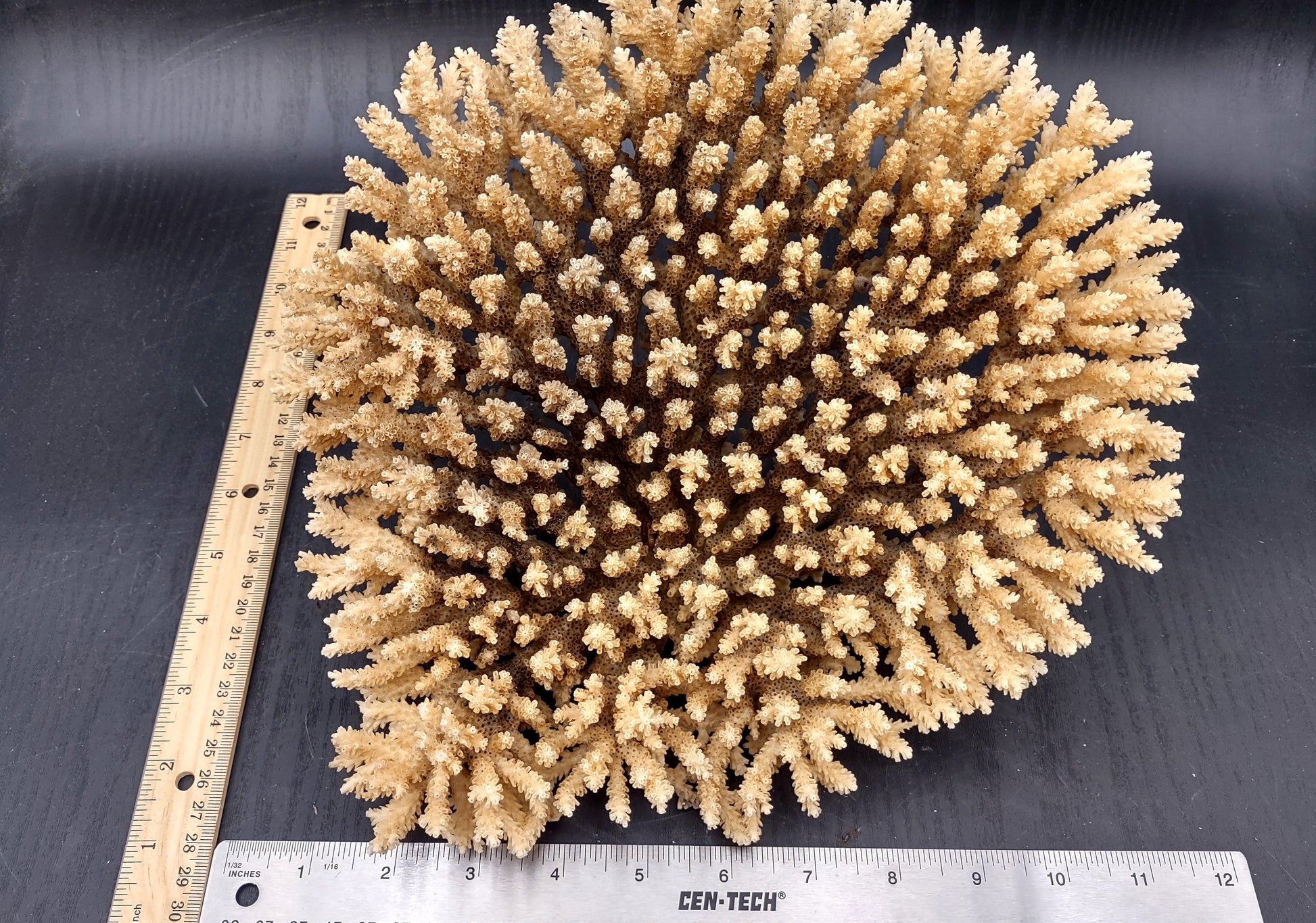 Image of Off White Natural Table Coral Large Cluster Acropora Latistella (1 coral approx. 10L x 6H x 10D inches) Copyright 2024 SeashellSupply.com