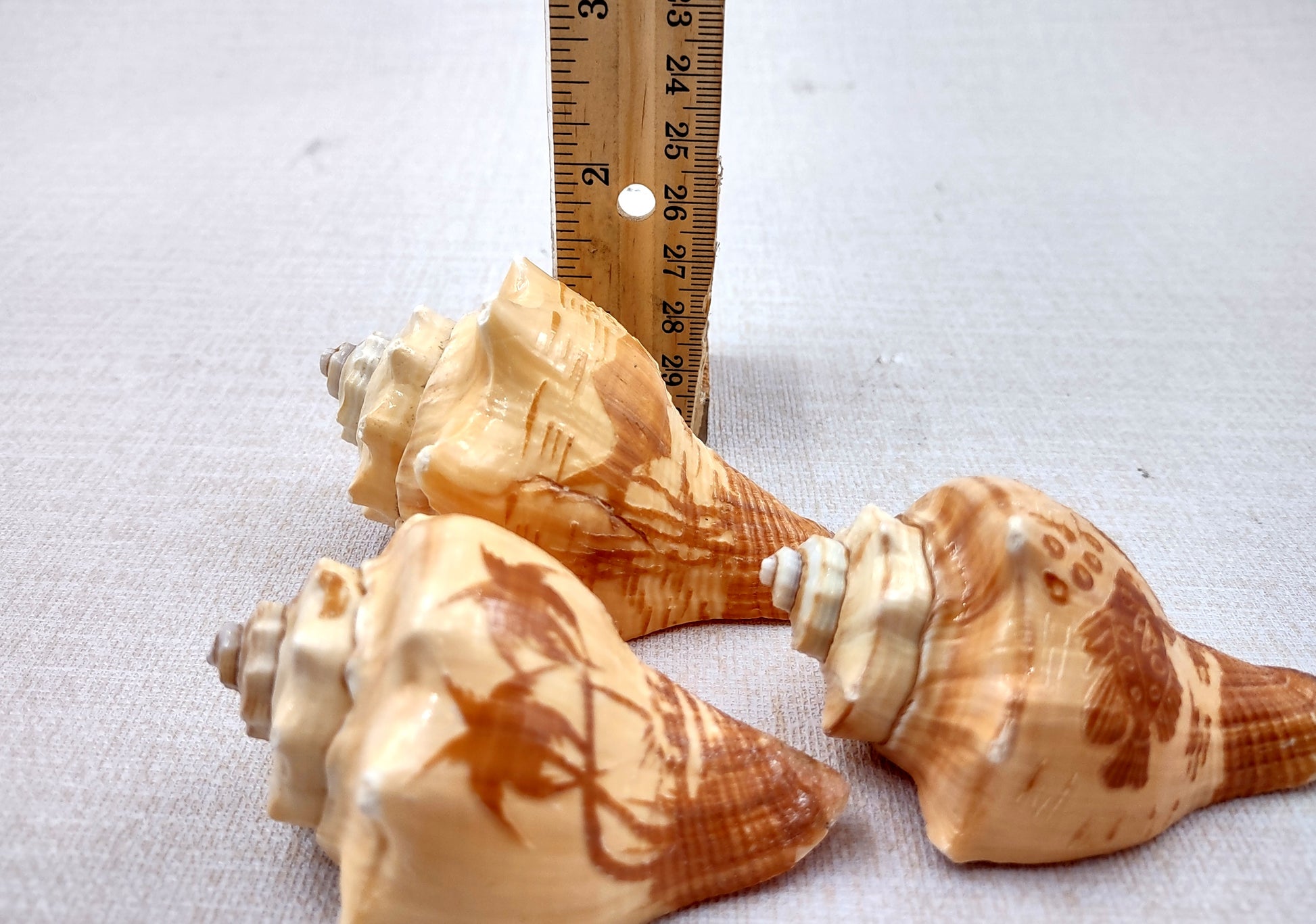 Carved Conch Seashell Decorative Set (3 shells approx. 3+ inches) Two fish and a sunset. Conch shell great for coastal crafting display & collecting! Tan shaded spiral shell. Copy right 2024 SeaShellSupply.com