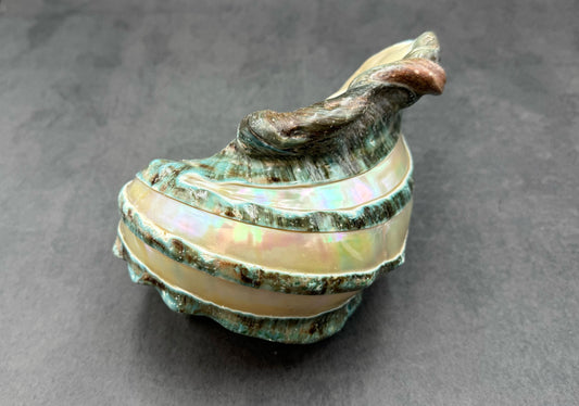 Giant Banded Turbo Shell Turbo Marmoratus (1 shell approx. 7+ inches) Great shells for coastal decor, & collection