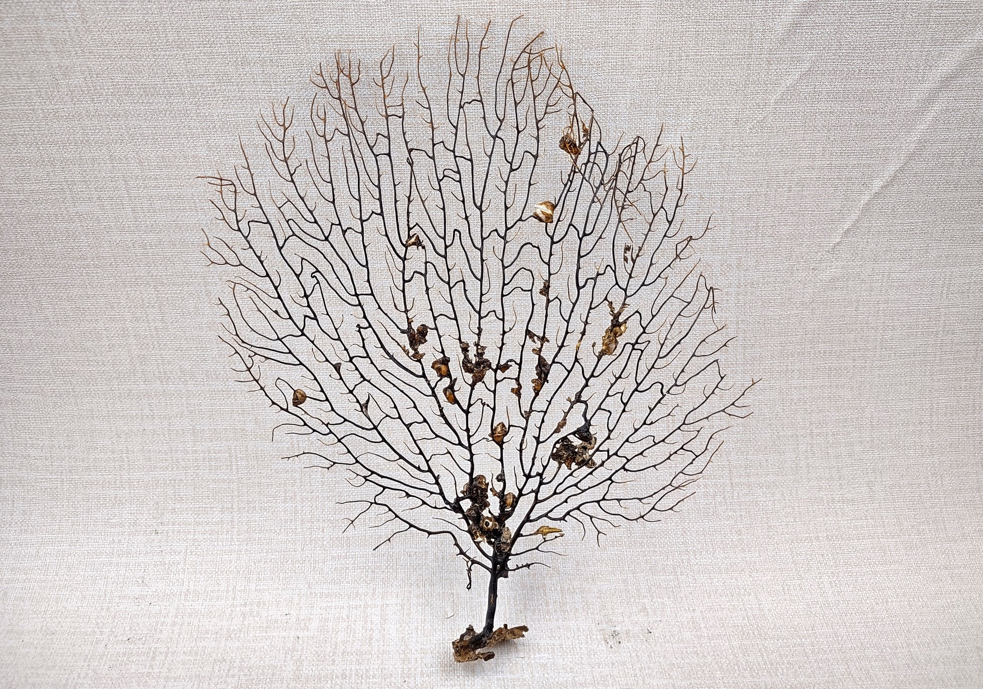 Black Sea Fan Corals Dried Gorgonia Ventalina (1 fan approx. 10+ inches