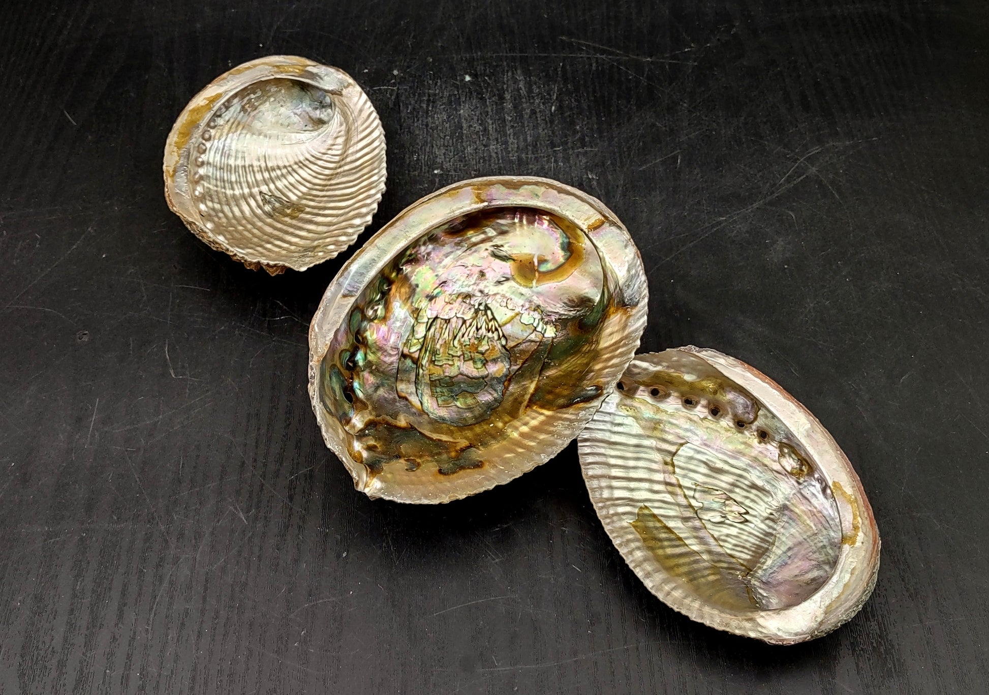 Green Abalone Seashell (4-6 Inch) - Haliotis Fulgens. Rainbow colored ombre shell. Copyright 2024 SeaShellSupply.com.