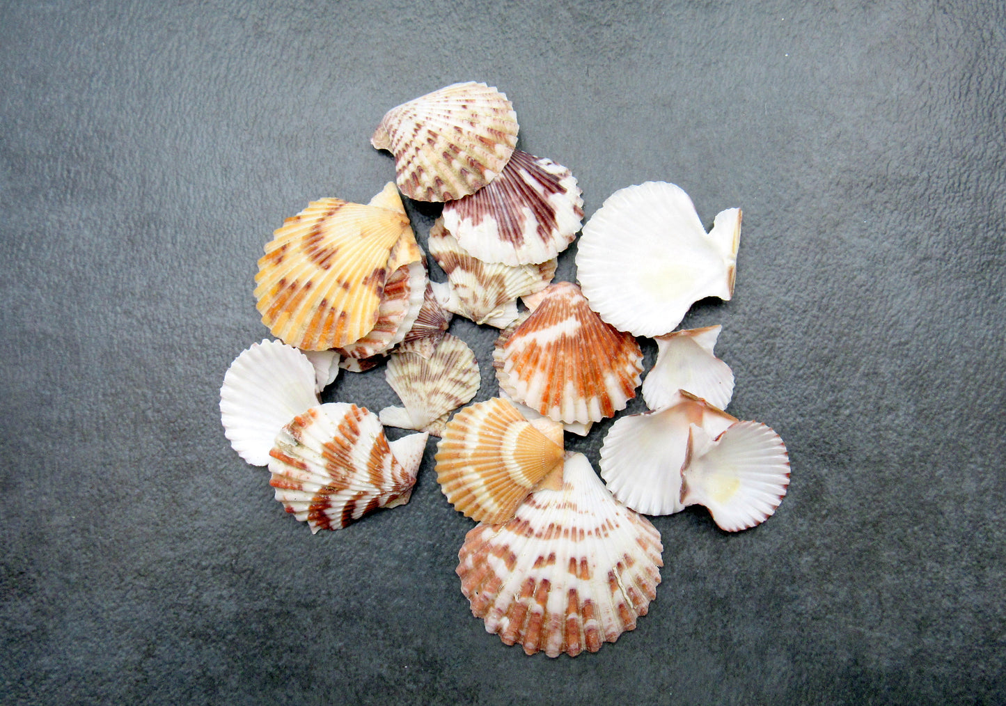 Tranquebar Scallop Seashells Brown White Pecten (20 shells approx. 1+ inches) Striped Scallop Pecten shells for crafting jewelry & display!