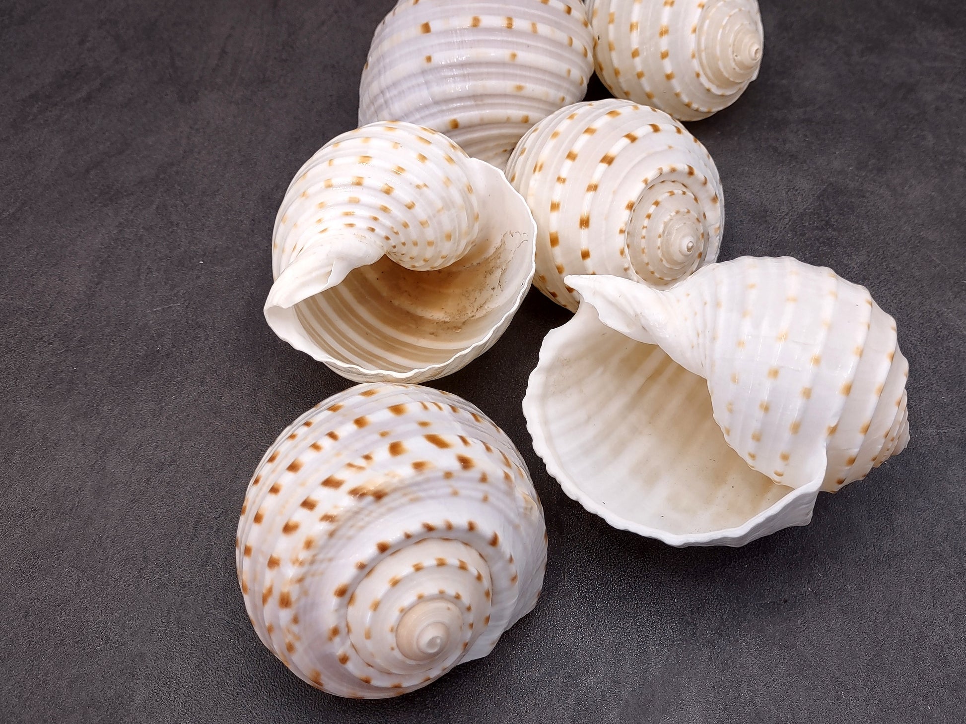 Spotted Tonna Seashells Tonna Tessalata (2 shells approx. 3+ inches) Perfect shells for coastal crafting décor & collections! Spotted white shells with tan dots and a spiral pattern. Copyright 2024 SeaShellSupply.com