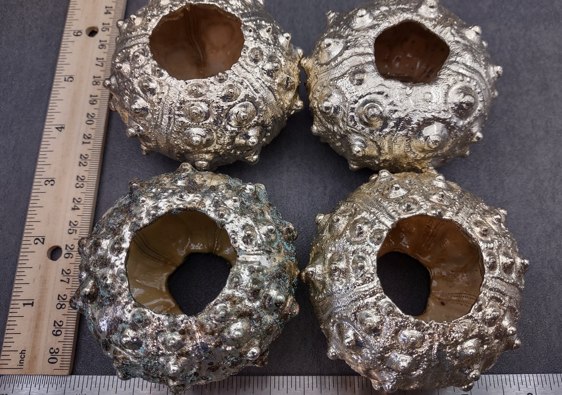 Silver-Plated Sputnik Urchin - Phyllacanthus imperialis - (1 Urchin approx. 2.5-3 inches) One silver plated urchin shell. Copyright 2024 SeaShellSupply.com