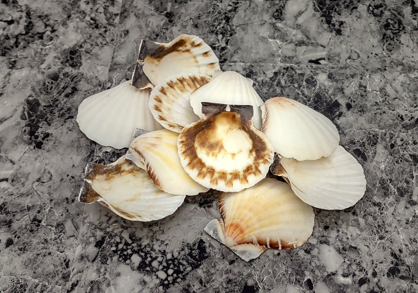 Small Distant Scallop Seashells Bractechlamys Vexillum (10 shells approx. 1.75+ inches) Scallop Shells for ocean display arts & crafts!
