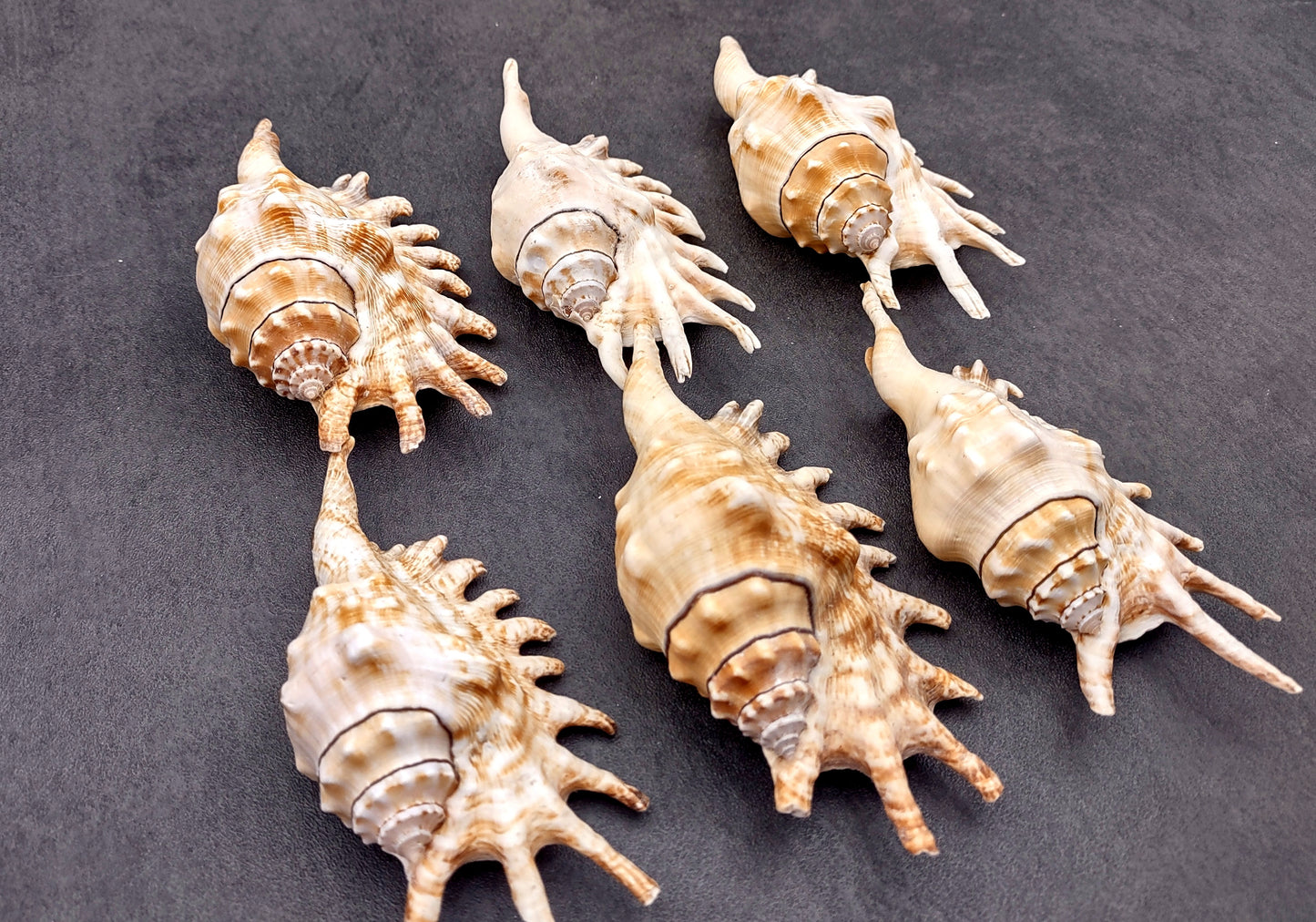 Millipede Conch Seashell Lambis Millepeda (1 shell approx. 4+ inches) Conch shell great for coastal crafting display & collections.