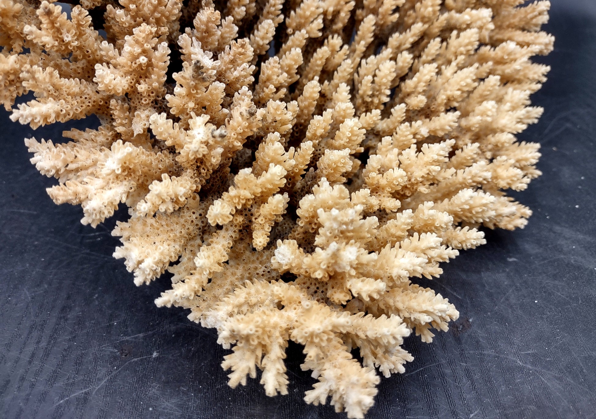 Image of Off White Natural Table Coral Large Cluster Acropora Latistella (1 coral approx. 10L x 6H x 10D inches) Copyright 2024 SeashellSupply.com