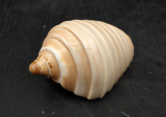 Noble Volute - Banded/Polished - Voluta Nobilis - (1 shell approx. 5.5 inches). Deeply ribbed cream colored shells. Copyright 2024 SeaShellSupply.com