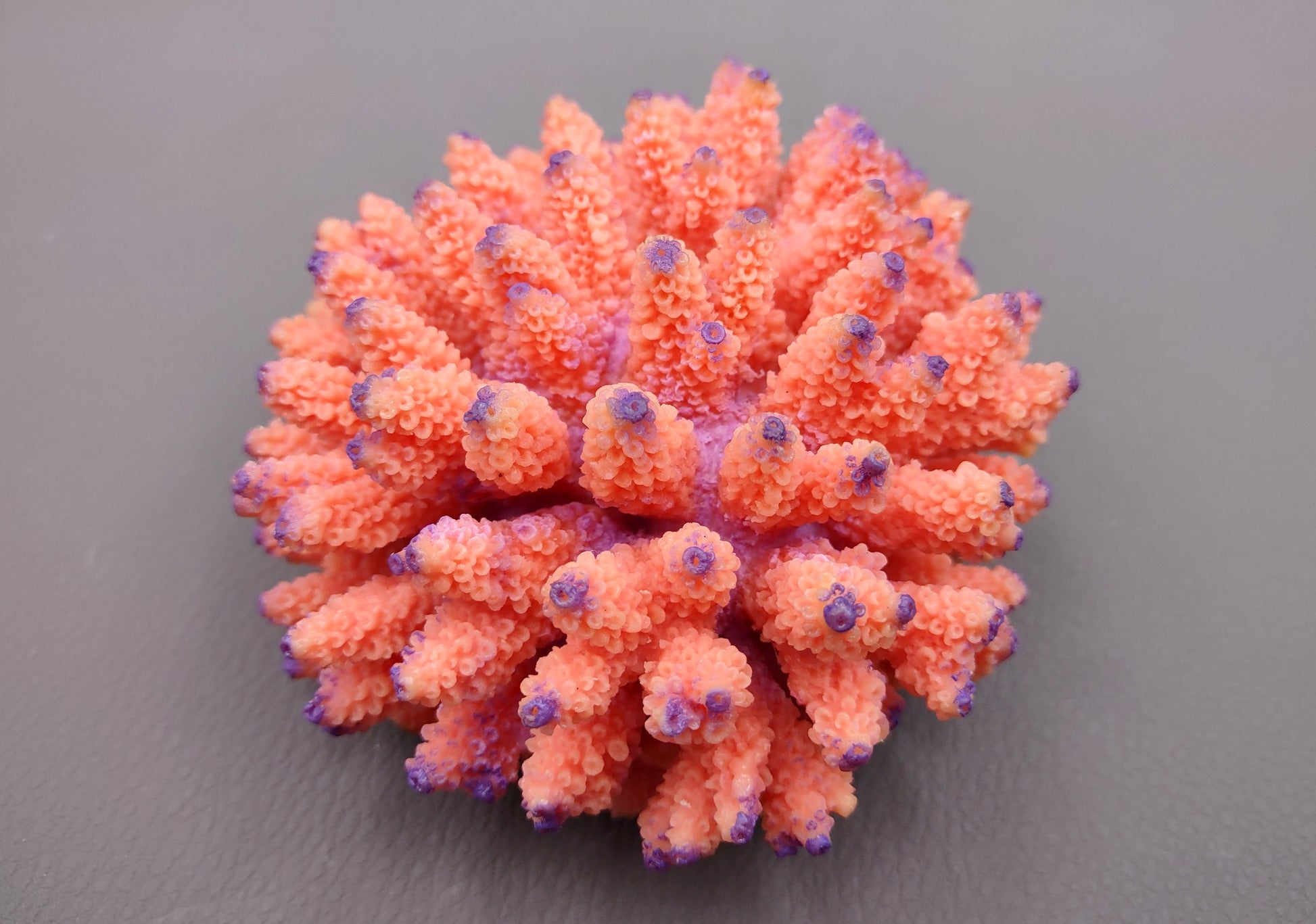 Orange FAUX Finger Coral Acropora Nasuta (1 FAKE Coral approx. 4Wx3Tx4D inches) Perfect coral for any coastal display! Orange round spike coral with a purple tip. Copyright 2024 SeaShellMart.com.