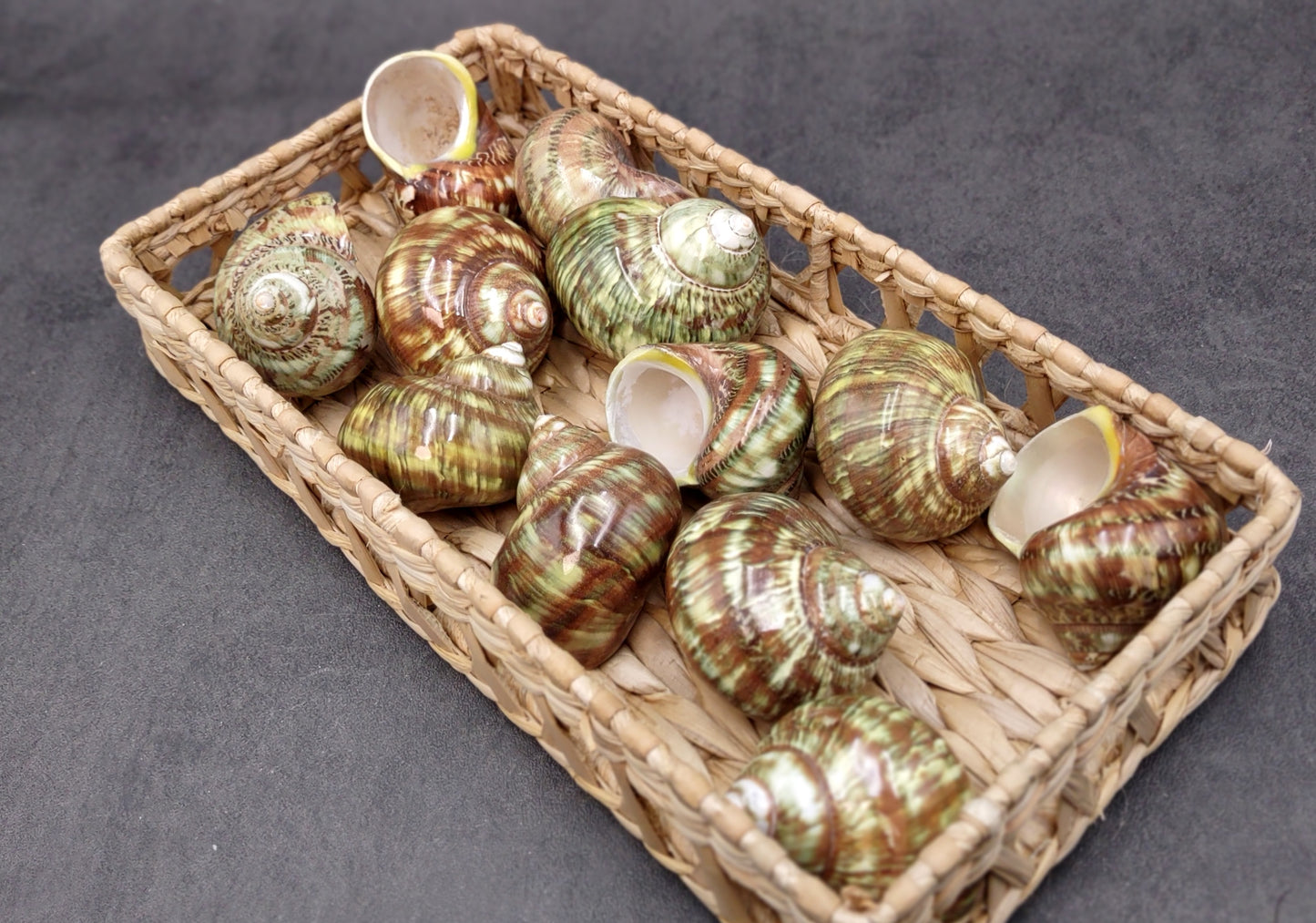 Variegated Turbo Seashells Turbo Vareigatus (2 shells approx. 2+ inches) Adorable turbo shell special for any coastal art project!