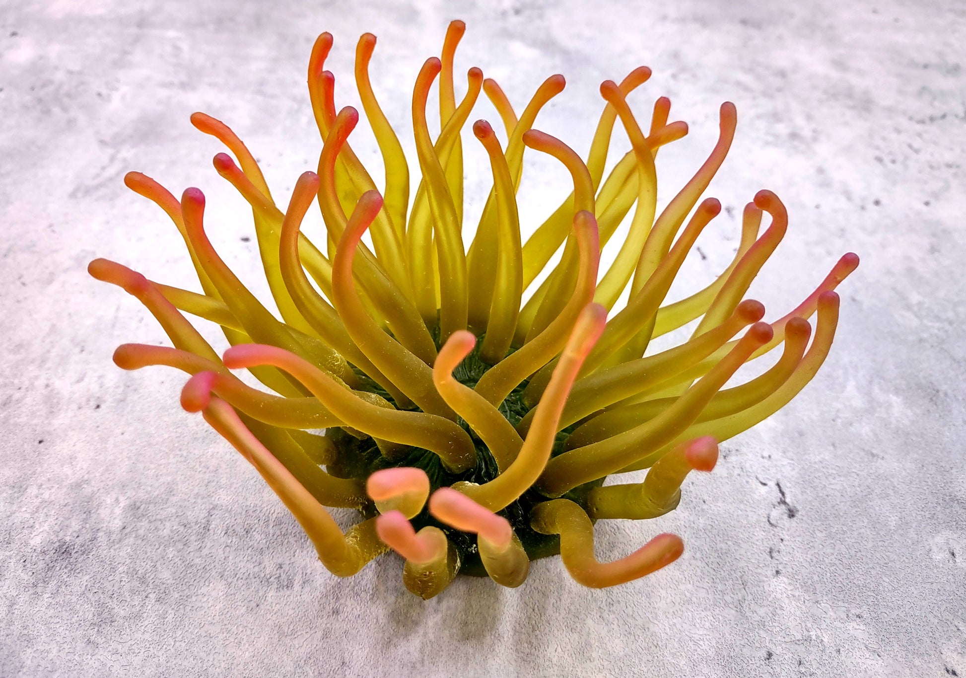  Aqua FAUX Anemone - Condylactis Gigantea - (1 FAUX Anemone approx. 5Wx4Dx5T inches). green ombre fake anemone with pink tipped tentacles. Copyright 2024 SeaShellSupply.com.