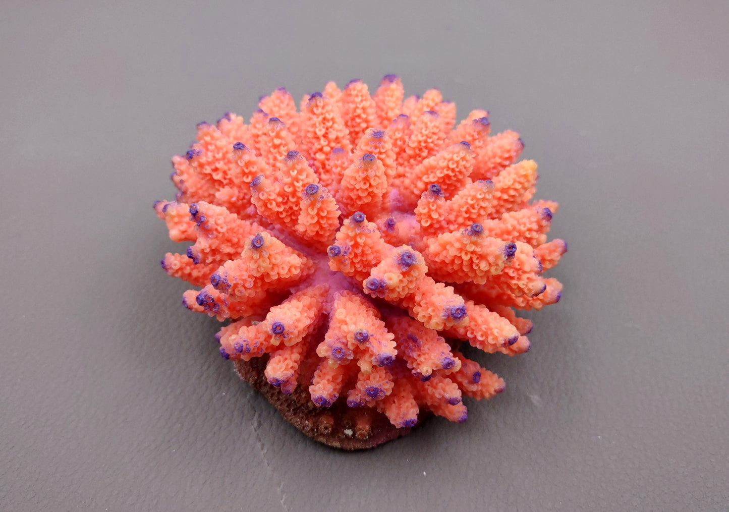 Orange FAUX Finger Coral Acropora Nasuta (1 FAKE Coral approx. 4Wx3Tx4D inches) Perfect coral for any coastal display! Orange round spike coral with a purple tip. Copyright 2024 SeaShellMart.com.