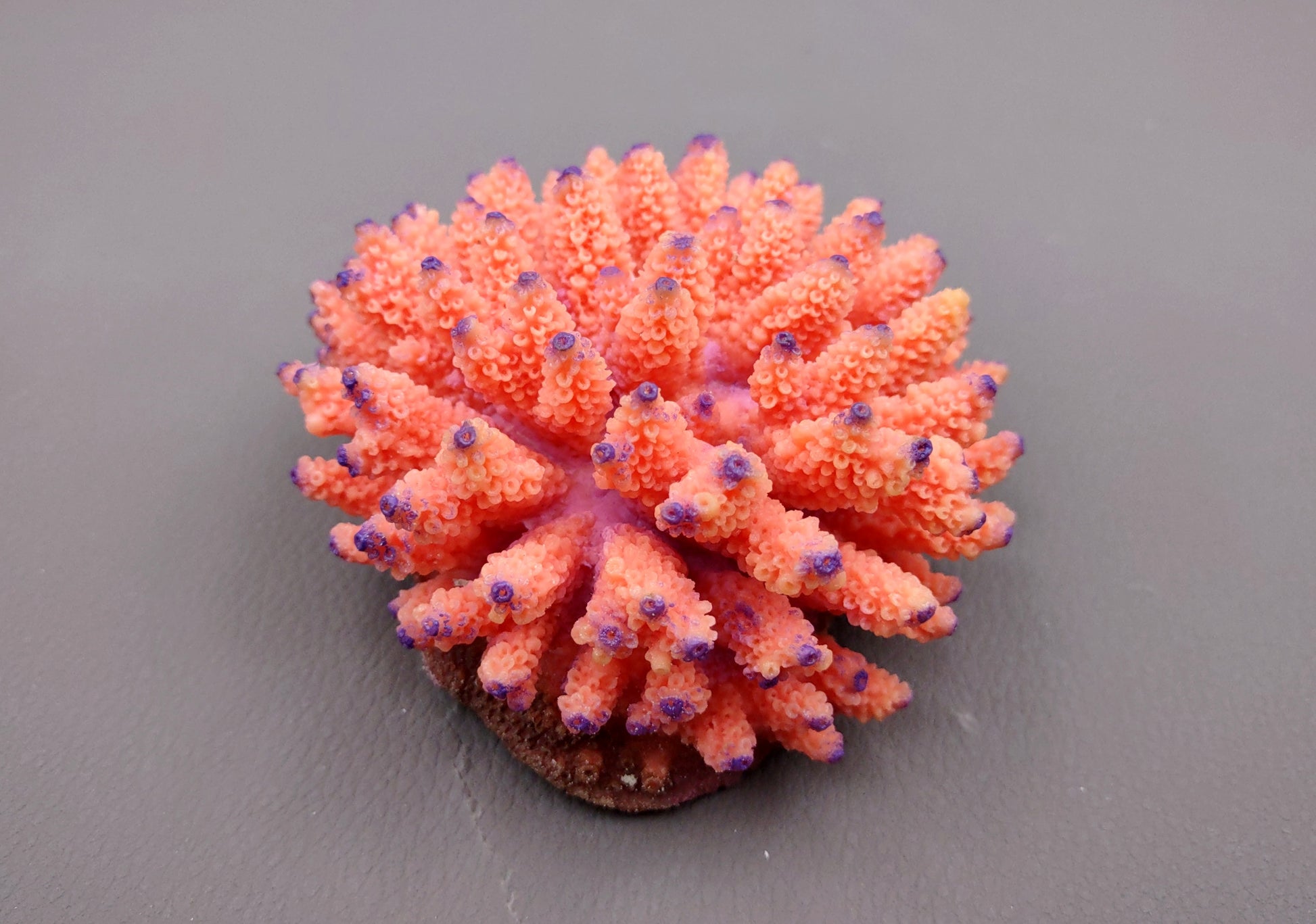 Orange FAUX Finger Coral Acropora Nasuta (1 FAKE Coral approx. 4Wx3Tx4D inches) Perfect coral for any coastal display! Orange round spike coral with a purple tip. Copyright 2024 SeaShellMart.com.
