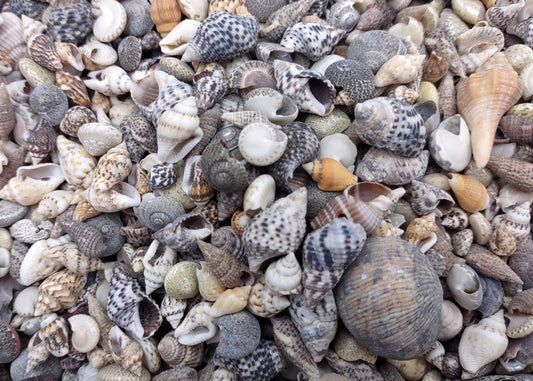 Extra Tiny Seashell Assorted Ocean Mix (approx. 1 kilogram shells 0.25+ inches) Very Small Shell Assortment for ocean art crafts & decor!