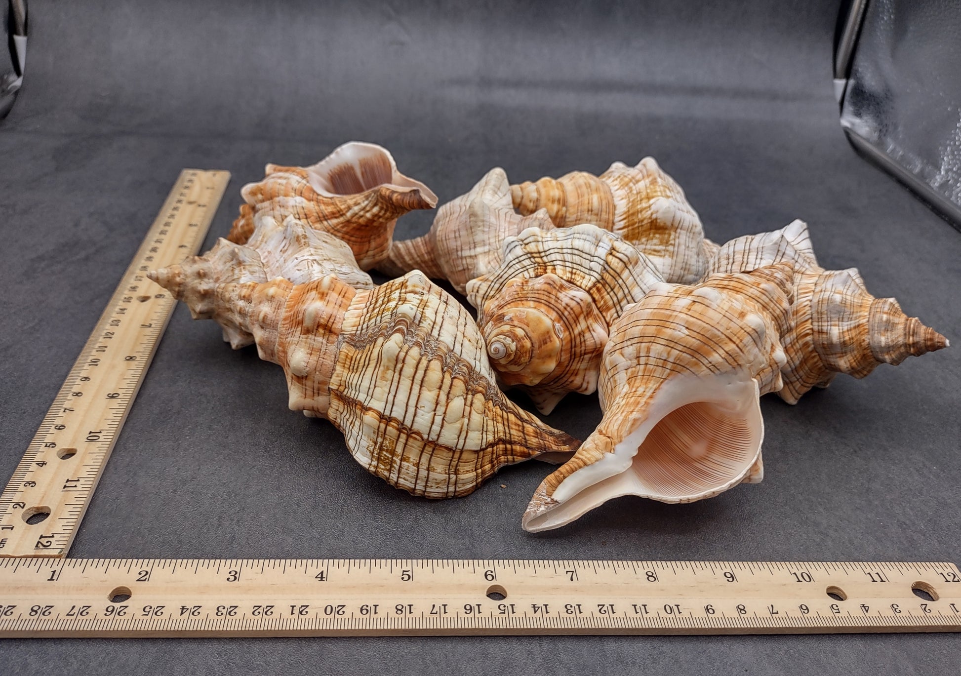 Large Fox Shell Fasciolaria Trapezium (1 shell approx. 5-6 inches) 1 shell with varying shades of white, orange and brown. Copyright 2022 SeaShellSupply.com.