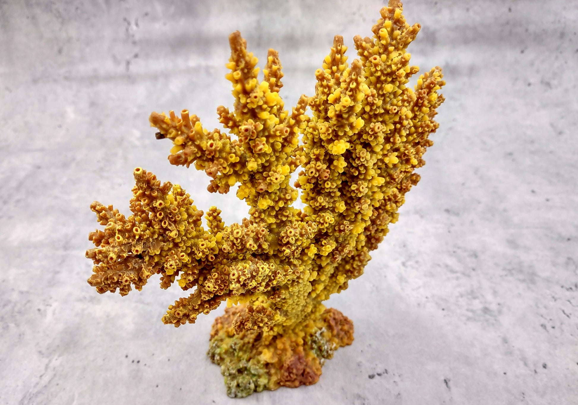 Yellow/Tan FAUX Branch Coral - Acropora Florida - (1 Fake Coral approx. 7.5Tx7Wx2D inches) on light background. Copyright 2024 SeaShellSupply.com